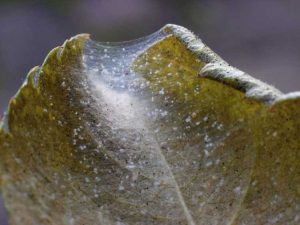 Lire la suite à propos de l’article Comment traiter les tétranyques sur les plantes d'intérieur et d'extérieur