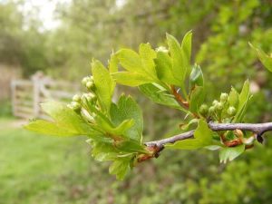 Lire la suite à propos de l’article Propagation Mayhaw – Apprenez à propager un arbre Mayhaw