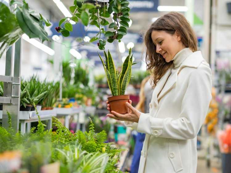 You are currently viewing Pourquoi vous ne devriez pas faire d'achats impulsifs de plantes