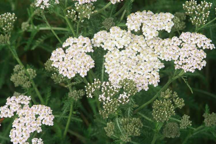 You are currently viewing Couper l'achillée millefeuille – Informations sur la taille d'une plante d'achillée millefeuille