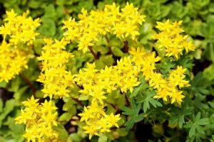 Lire la suite à propos de l’article Informations sur les plantes Goldmoss : Prendre soin des plantes Sedum Acre