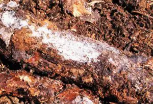 Lire la suite à propos de l’article Qu'est-ce que les actinomycètes : découvrez les champignons qui poussent sur le fumier et le compost