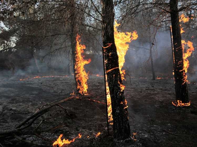 Lire la suite à propos de l’article Adaptations des plantes pour les zones sujettes aux incendies