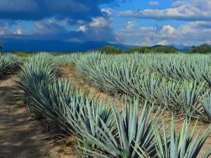 Lire la suite à propos de l’article Gestion de la pourriture des racines de l'agave – Comment traiter la pourriture des racines de l'agave