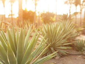 Lire la suite à propos de l’article Planter de l'agave : comment faire pousser de l'agave