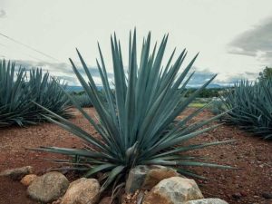 Lire la suite à propos de l’article Qu'est-ce que la pourriture du collet de l'agave : comment sauver les plantes atteintes de pourriture du collet