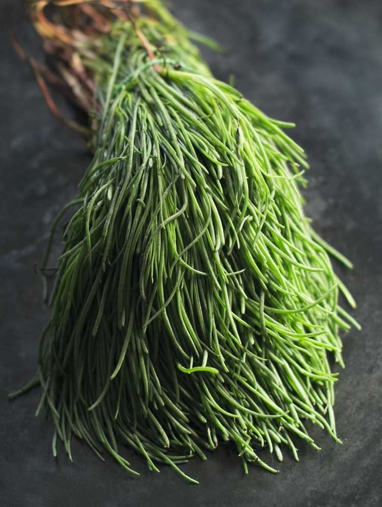 Lire la suite à propos de l’article Qu'est-ce qu'Agretti – Cultiver du soda Salsola dans le jardin