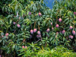 Lire la suite à propos de l’article Dommages causés par le soleil à la mangue : traiter les mangues souffrant de coups de soleil