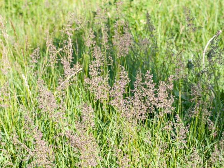 Lire la suite à propos de l’article Cultiver de l'agrostide dans les pelouses – Meilleures variétés d'agrostide pour votre cour