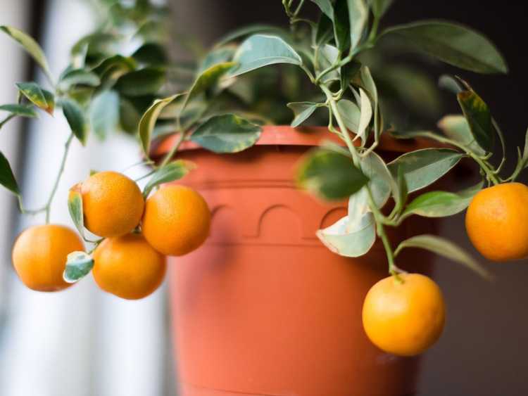 You are currently viewing Entretien des arbres Calamondin: Comment faire pousser des agrumes Calamondin