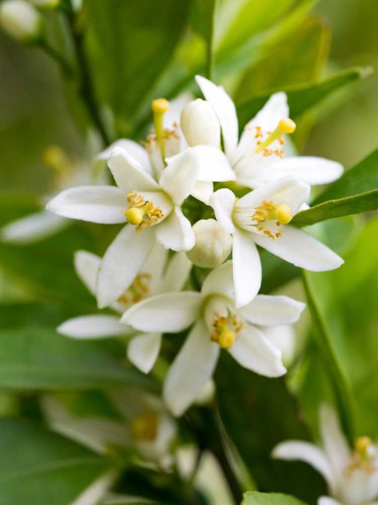 You are currently viewing Saison de floraison des agrumes – Quand les agrumes fleurissent-ils