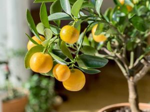 Lire la suite à propos de l’article Cultiver des arbres fruitiers à l'intérieur : conserver un arbre fruitier comme plante d'intérieur
