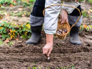 Lire la suite à propos de l’article Pourquoi la plantation d'ail d'automne est la meilleure méthode