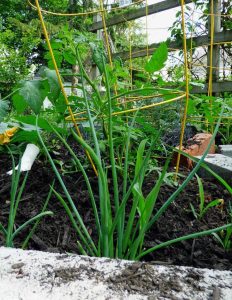 Lire la suite à propos de l’article Pouvez-vous planter de l'ail près des tomates : conseils pour planter de l'ail avec des tomates