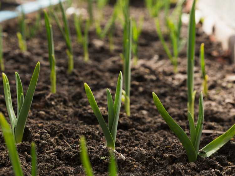 You are currently viewing Cultiver de l'ail – Comment planter et faire pousser de l'ail dans votre jardin