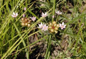 Lire la suite à propos de l’article Recherche d'oignons sauvages comestibles : pouvez-vous manger des mauvaises herbes à l'ail des prés