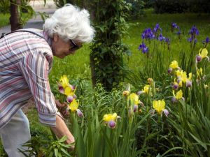 Lire la suite à propos de l’article Jardins pour malvoyants – Comment créer un jardin parfumé pour les aveugles