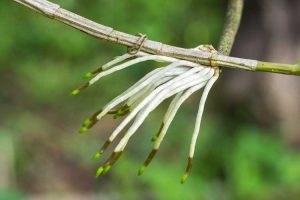 Lire la suite à propos de l’article Informations sur la taille des racines aériennes : dois-je couper les racines aériennes des plantes