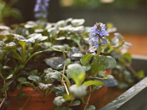 Lire la suite à propos de l’article Plantation d'Ajuga en pots: conseils pour cultiver l'Ajuga dans des conteneurs