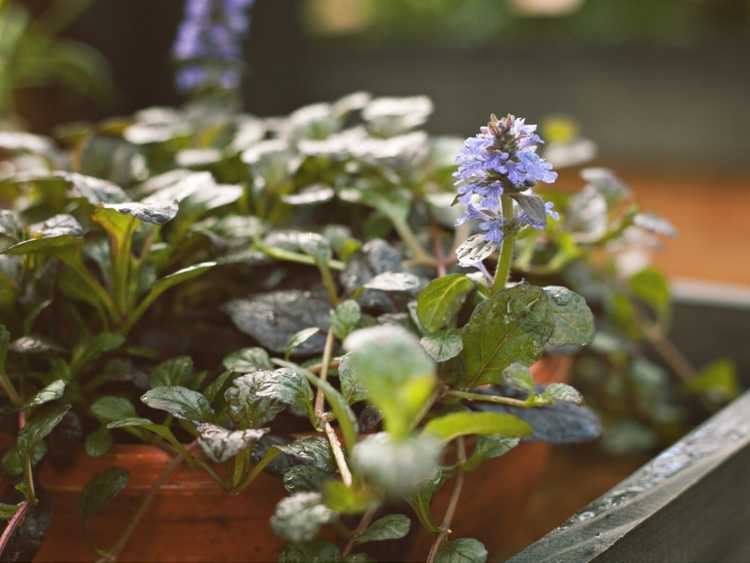 You are currently viewing Plantation d'Ajuga en pots: conseils pour cultiver l'Ajuga dans des conteneurs