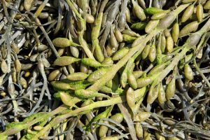 Lire la suite à propos de l’article Engrais DIY aux algues : fabriquer de l'engrais à partir d'algues