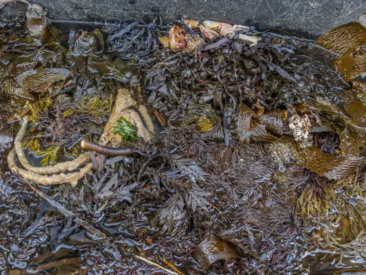 Lire la suite à propos de l’article Utiliser des algues pour le compost : apprenez à composter des algues