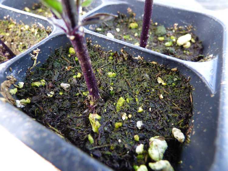 Lire la suite à propos de l’article Algues sur la surface du sol de semis : comment se débarrasser des algues sur le sol de semis