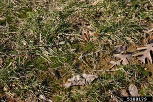 Lire la suite à propos de l’article Contrôler la croissance des algues dans les pelouses : conseils pour contrôler les algues dans l'herbe