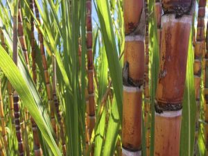 Lire la suite à propos de l’article Comment fertiliser la canne à sucre – Conseils pour nourrir les plants de canne à sucre