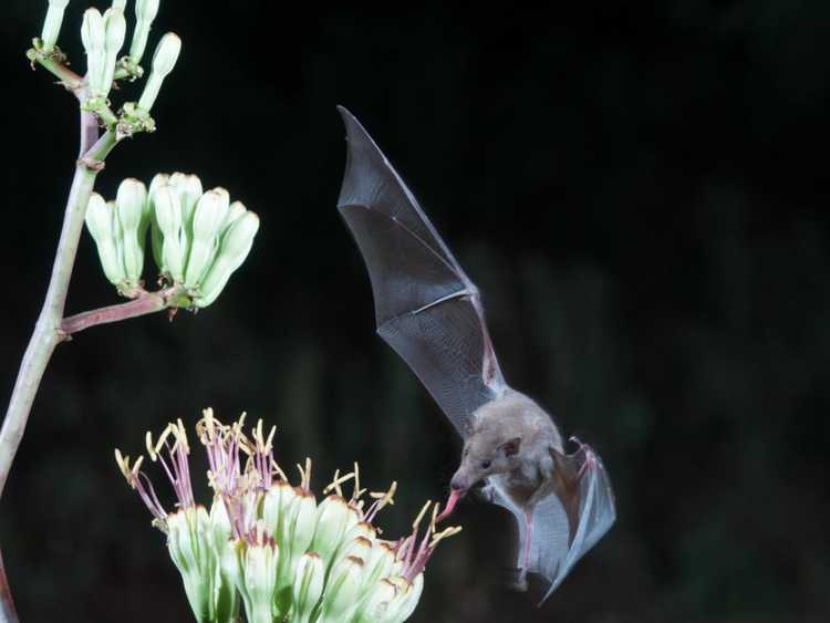 You are currently viewing Les chauves-souris comme pollinisateurs : quelles plantes les chauves-souris pollinisent-elles