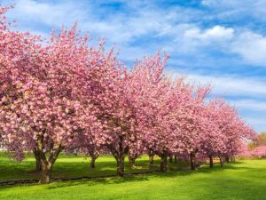 Lire la suite à propos de l’article Arbres à fleurs roses : choisir un arbre à fleurs roses pour votre jardin