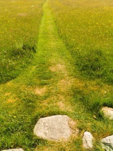 Lire la suite à propos de l’article Idées de sentiers en herbe : créer des allées de jardin en herbe