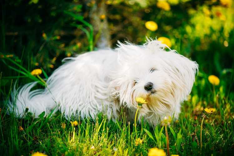 You are currently viewing Animaux de compagnie et allergènes végétaux : découvrez les plantes qui provoquent des allergies chez les animaux de compagnie