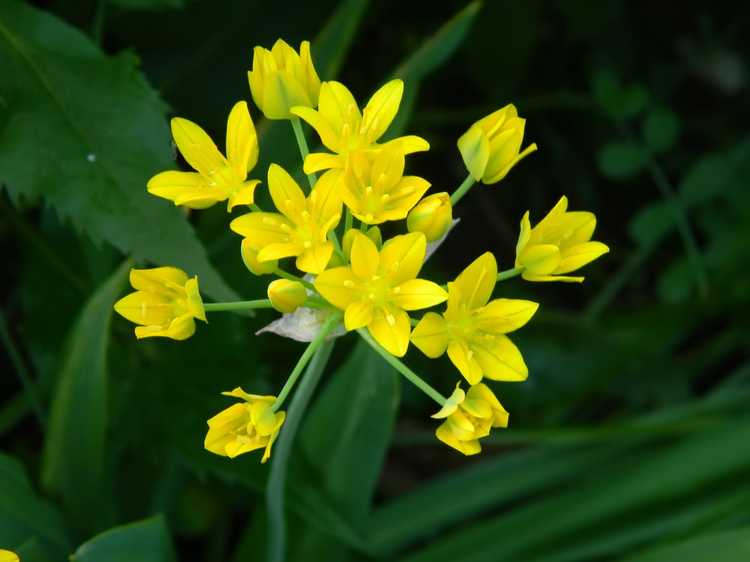 You are currently viewing Allium Moly Care – Apprenez à cultiver des alliums à l'ail doré