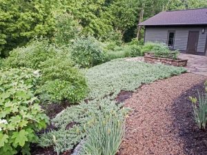 Lire la suite à propos de l’article Alternatives à l'herbe pour l'ombre : substituts de pelouse pour les jardins ombragés
