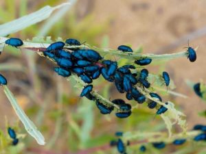 Lire la suite à propos de l’article Contrôler les altises au potager : comment se débarrasser des altises