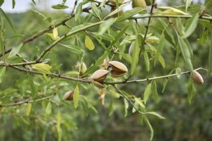 Lire la suite à propos de l’article Pouvez-vous faire pousser des amandes à partir de boutures – Comment prendre des boutures d'amandes