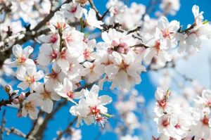 Lire la suite à propos de l’article Pas de fleurs sur les amandiers: raisons pour lesquelles un amandier ne fleurit pas