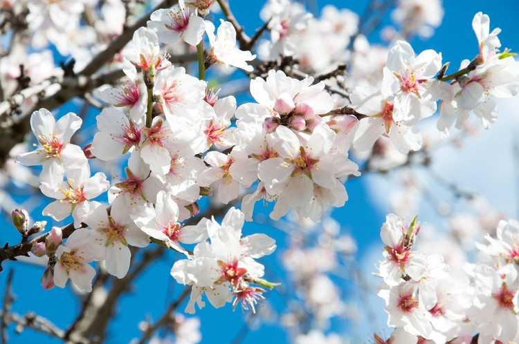 You are currently viewing Pas de fleurs sur les amandiers: raisons pour lesquelles un amandier ne fleurit pas