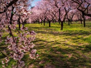 Lire la suite à propos de l’article Entretien des amandes en fleurs : comment faire pousser des amandiers en fleurs