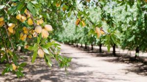 Lire la suite à propos de l’article Cultivars d'amandiers : quelles sont les meilleures variétés d'amandiers