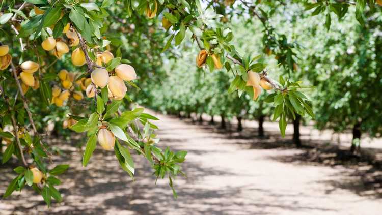 You are currently viewing Cultivars d'amandiers : quelles sont les meilleures variétés d'amandiers