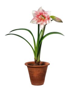 Lire la suite à propos de l’article Guide de rempotage d'Amaryllis – Quand et comment rempoter les plantes d'Amaryllis