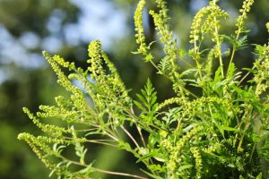 Lire la suite à propos de l’article Allergies des jardins d'automne – Plantes courantes qui provoquent des allergies d'automne