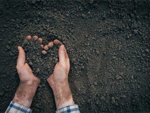 Lire la suite à propos de l’article Améliorer la qualité du sol : comment conditionner le sol pour une meilleure croissance des plantes