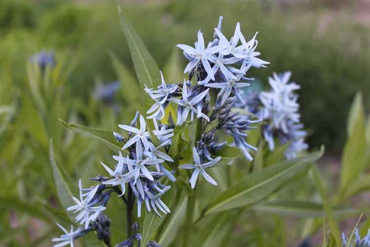 You are currently viewing Tolérance au froid d’Amsonia : conseils pour les soins d’hiver d’Amsonia