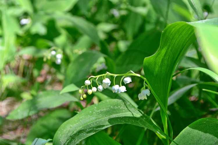 Lire la suite à propos de l’article Le muguet a des feuilles jaunes – Raisons des feuilles jaunes du muguet