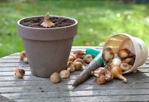 Lire la suite à propos de l’article Que sont les acariens des bulbes : traiter les plantes affectées par les acariens des bulbes