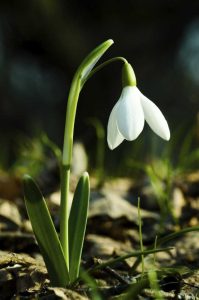 Lire la suite à propos de l’article Bulbes de perce-neige : qu'est-ce qui est « dans le vert »