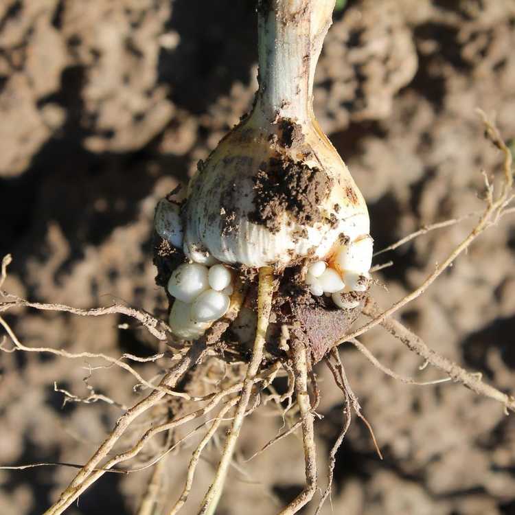 Lire la suite à propos de l’article Qu'est-ce qu'un corme – Quelles plantes ont des cormes